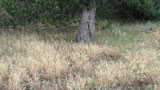 Japanese and downy brome at Capulin Volcano National Monument, New Mexico (Credit: NPS/Gary Willson).